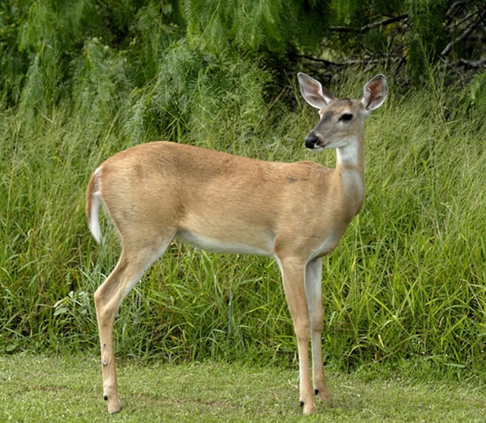 <p>White-tailed deer</p>