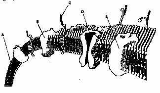 <p>Refer to the illustration above, the structure labeled D is an</p>