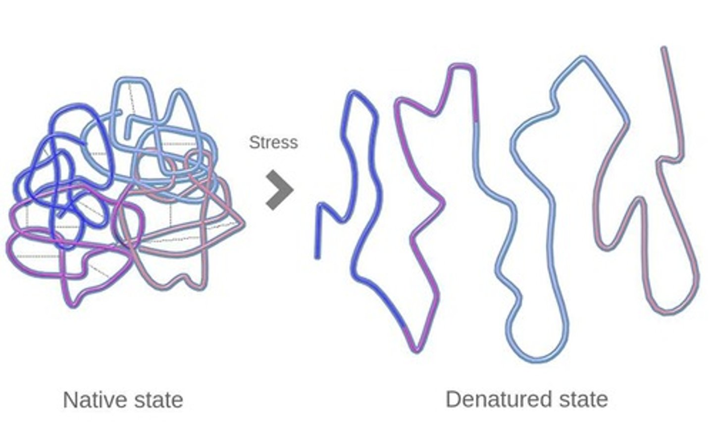 <p>They can become denatured, losing their shape and function.</p>