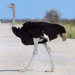 <p>Ostrich</p>