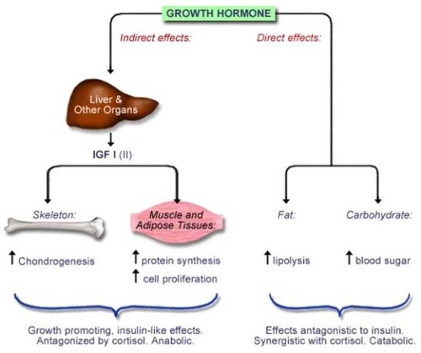 <p>direct effects on: adipose, liver, skeletal, bone</p><p>- bone elongation promoted at epiphyseal plates</p><p>indirect effects via IGF-1: ↑ glucose uptake, ↑ AA synthesis, ↑ protein synthesis</p>
