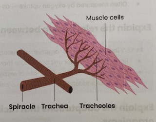 <ul><li><p><strong>Tracheoles </strong>have <strong>thin walls</strong></p><ul><li><p>so <strong>short diffusion distance</strong> to cells </p></li></ul></li><li><p><strong>High numbers</strong> of highly <strong>branched tracheoles</strong></p><ul><li><p>so <strong>short diffusion distance</strong> to cells </p></li><li><p>so <strong>large surface area</strong></p></li></ul></li><li><p><strong>Tracheae</strong> provide tubes of <strong>air</strong></p><ul><li><p>so <strong>fast diffusion </strong></p></li></ul></li><li><p><strong>Contraction</strong> of abdominal <strong>muscles</strong> (abdominal pumping) changes <strong>pressure</strong> in body, causing air to <strong>move in/out</strong></p><ul><li><p>maintains <strong>concentration gradient</strong> for diffusion </p></li></ul></li><li><p><strong>Fluid </strong>in end of tracheoles drawn into <strong>tissues</strong> by osmosis during <strong>exercise </strong>(lactate produced in anaerobic respiration lowers water potential of cells)</p><ul><li><p><strong>Diffusion</strong> is <strong>faster</strong> through <strong>air</strong> (rather than fluid) to gas exchange surface </p></li></ul></li></ul><p></p>