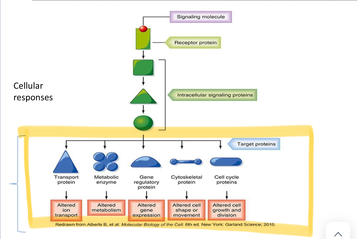 <p>See highlighted </p>