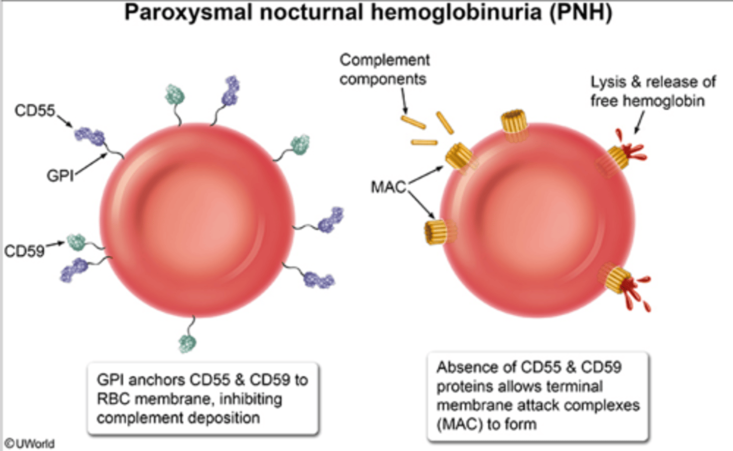 <p>The presence of hemoglobin in the urine.</p>