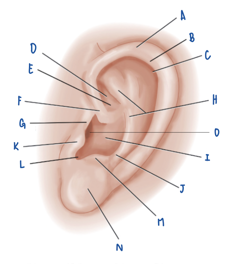 <p>Name the Part of the Pinna labeled K</p>