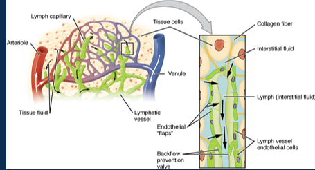 <p><span><span>• It drains excess interstitial fluid, transports dietary lipids/ fat-soluble vitamins, and facilitates immune responses</span></span></p><p style="text-align: left;"><span><span> • Lymph vessels have permeable walls and valves.</span></span></p><p><span><span>• Lymph drains into the thoracic duct and right lymphatic duct before returning to the blood circulation.</span></span></p>