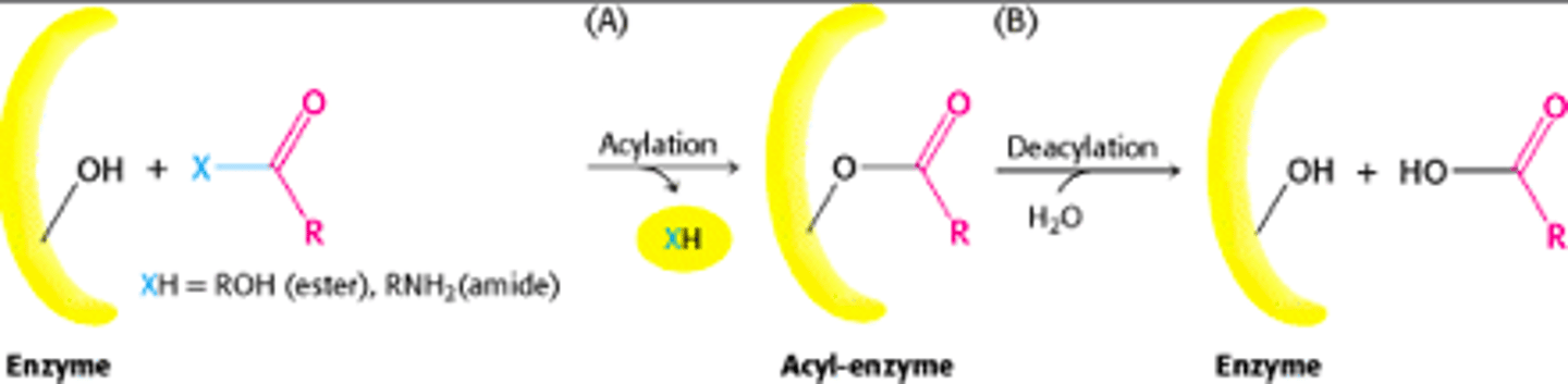 <p>Acylation - active site Ser attacks carbonyl carbon of the substrate, resulting in cleavage of the peptide(or ester) bond, releasing of the C-terminal part of substrate and formation of acyl-enzyme intermediate with N-terminal part of residue</p><p>Deacylation - water molecule takes the place of the Ser side chain in active site; acyl-enzyme ester bond hydrolyzed and releases C-terminal half of substrate.</p>