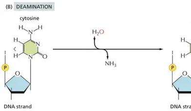 <p>Removing amine group = converts CYTOSINE —&gt; URACIL</p>