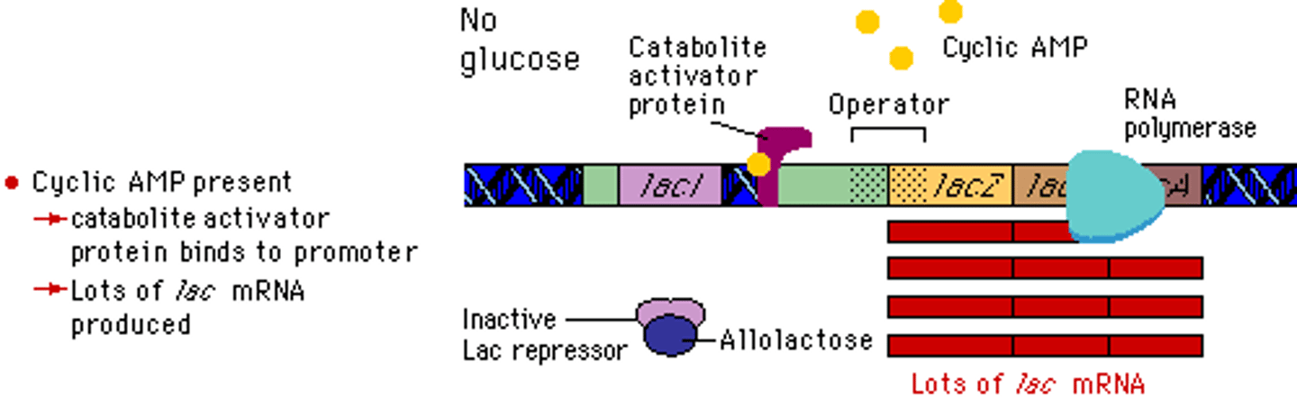 <p>In E. Coli, cyclic adenosine monophosphate (cAMP) is produced during glucose starvation. Consequently, cAMP binds to a protein called CAP which causes a conformational change that allows the CAP protein to bind to a DNA site adjacent to the promoter. Then the CAP protein recruits RNA polymerase to the promoter..</p><p>It is an example of an activator protein because it interacts with the RNA polymerase to help it attach to the promoter sequence thus encouraging the expression of a gene.</p>