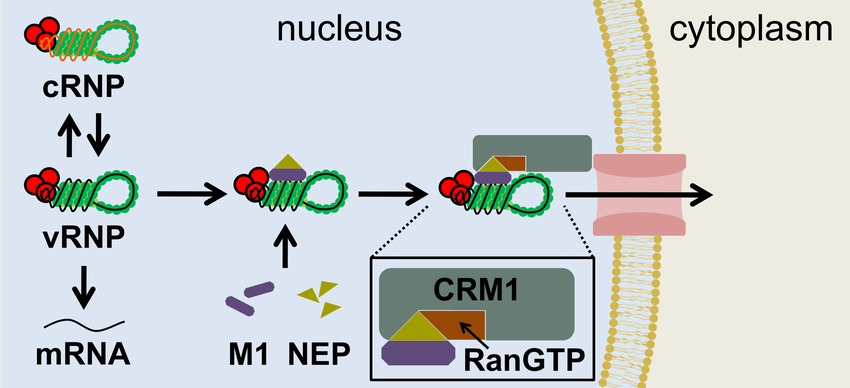 <p>the M1 (matrix protein) and NEP (nuclear export protein) bind to the nucleoprotein (NP) and cover its NLS, which normally allows the nucleoprotein to enter the nucleus. By doing this, they expose an export signal, leading to the export of the vRNP complex</p>