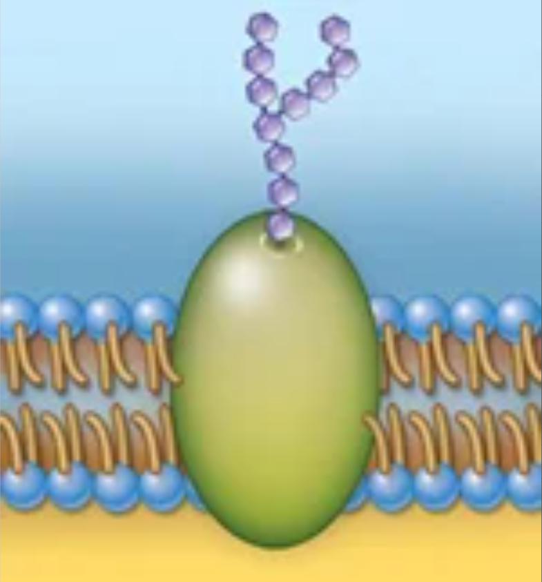 <p>Structure and function</p>