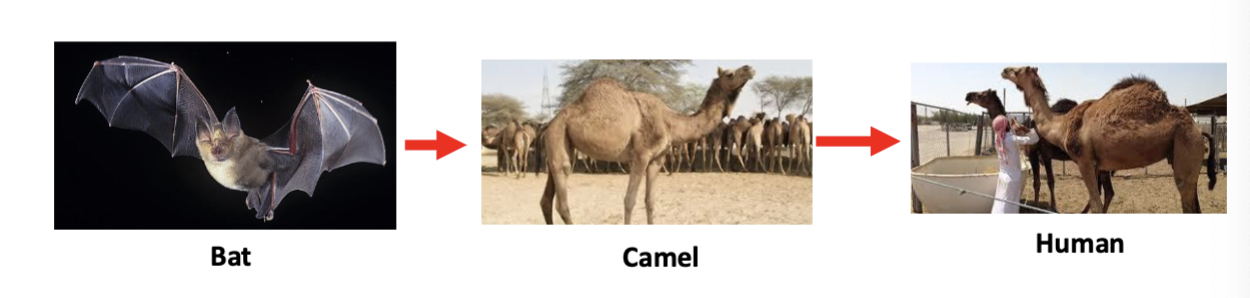 <p>• Since 2012</p><p>• Mostly in Arabian peninsula</p><p>• Camels are a reservoir for MERS-CoV</p><p>• 2591 cases, ~35% mortality</p><p>human-to-human transmission was limited</p>