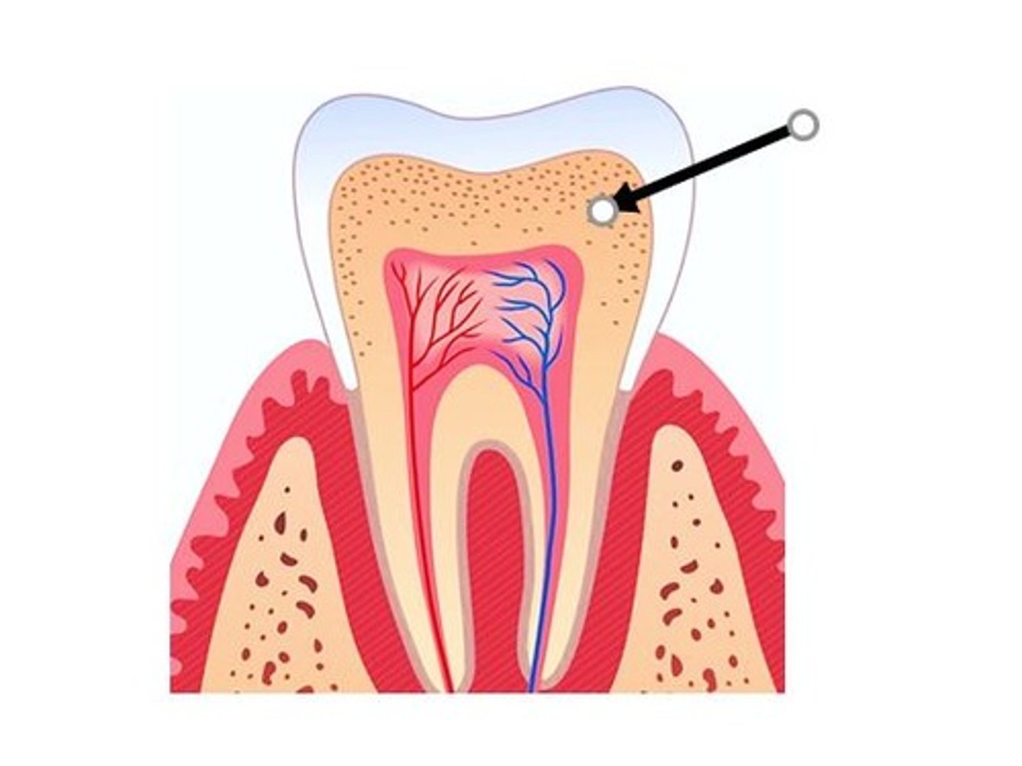 <p>Tissue that makes up the bulk of the tooth.</p>