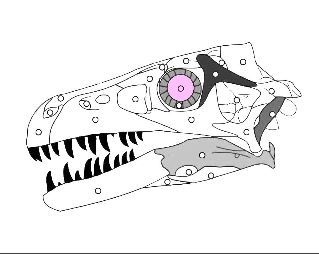 <p>What part of the dinosaur skull is this?</p>