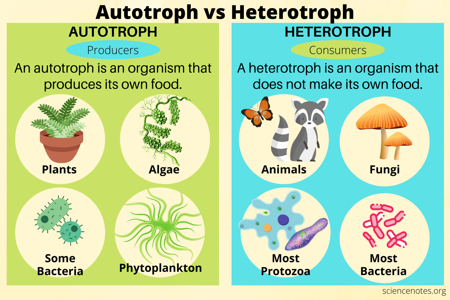 <p>Autotrophs produce their own food, while heterotrophs must take food from other organisms for energy and matter because they cannot make their own food.</p>