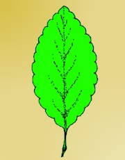 <p>describe the leaf margin</p>