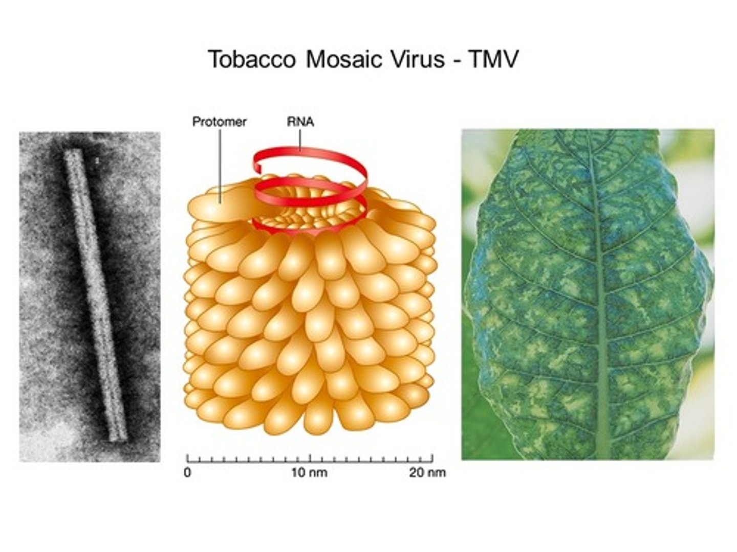 <p>- Virus that infects tobacco plants and major crops (150 other species)</p><p>- Damages leaves, flowers &amp; plants</p><p>- Stuns growth, reduces yield, can lead to crop loss</p><p>- No cure, but resistant crop strains exist</p>