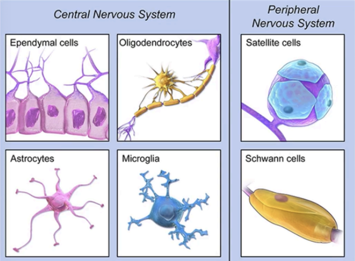 <ul><li><p><strong>CNS</strong></p><ul><li><p>Ependymal Cells</p></li><li><p>Oligodendrocytes</p></li><li><p>Astrocytes</p></li><li><p>Microglia</p></li></ul></li><li><p><strong>PNS</strong></p><ul><li><p>Satelite Cells</p></li><li><p>Schwann Cells</p></li></ul></li></ul><p></p>