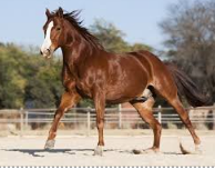 <p>Identify the breed of horse? </p>