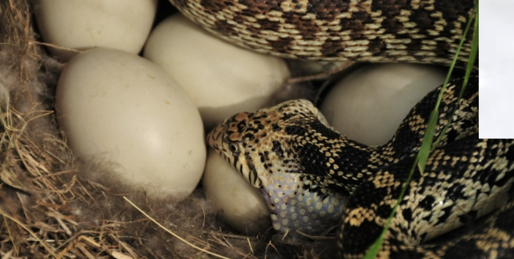 <p>Species facing less predation pressures and better at avoiding predators both in the nest (including parasitism) and as adults have higher populations.</p>