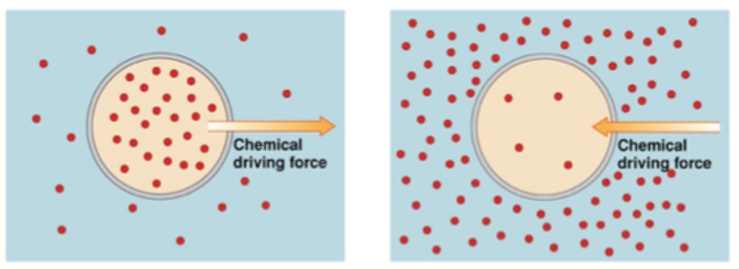 <p>- Concentration gradient = ∆C</p><p>- tendency of particles to move from higher to lower concentration</p><p>- Force acts from higher to lower concentration</p><p>- Rate depends on magnitude of ∆C</p><p>*Energy of solution (Gi and Go)</p><p>Free energy of solution:</p><p>Go ---&gt; G = RT ln[S]</p>