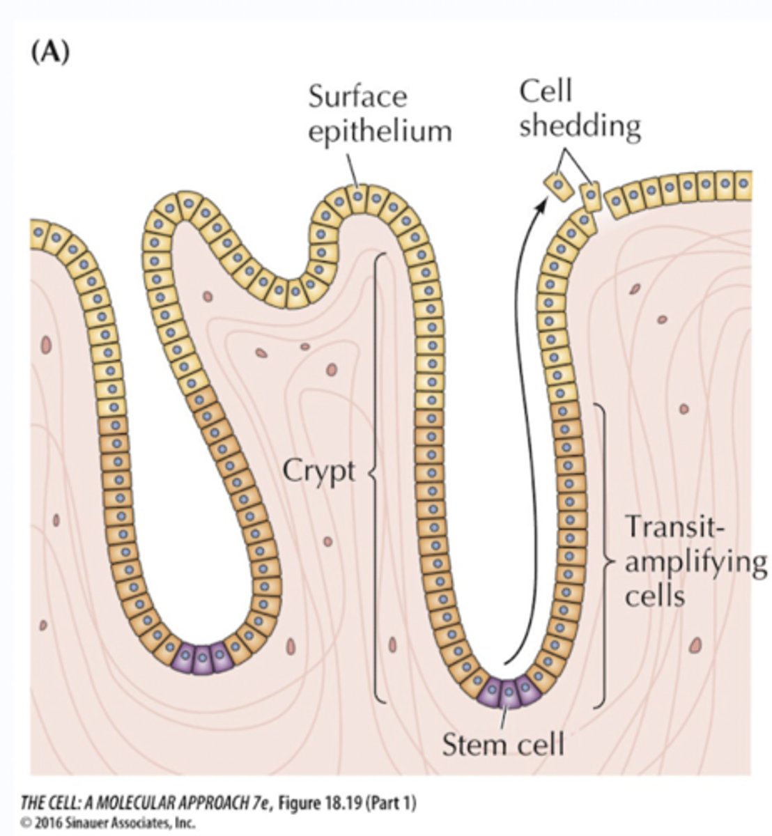 <p>Stem cells exist at the bottom of crypts that create transit amplifying cells that travel to the surface of villi as old IECs are shed.</p><p>They renew because being a cell is hard :(</p><p>Also in order to permit gut health.</p>