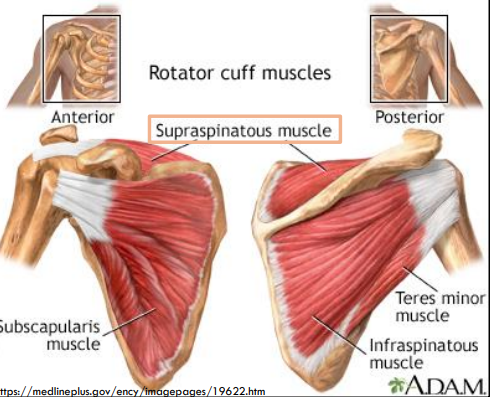 <p>Deep to the trapezius muscle</p>