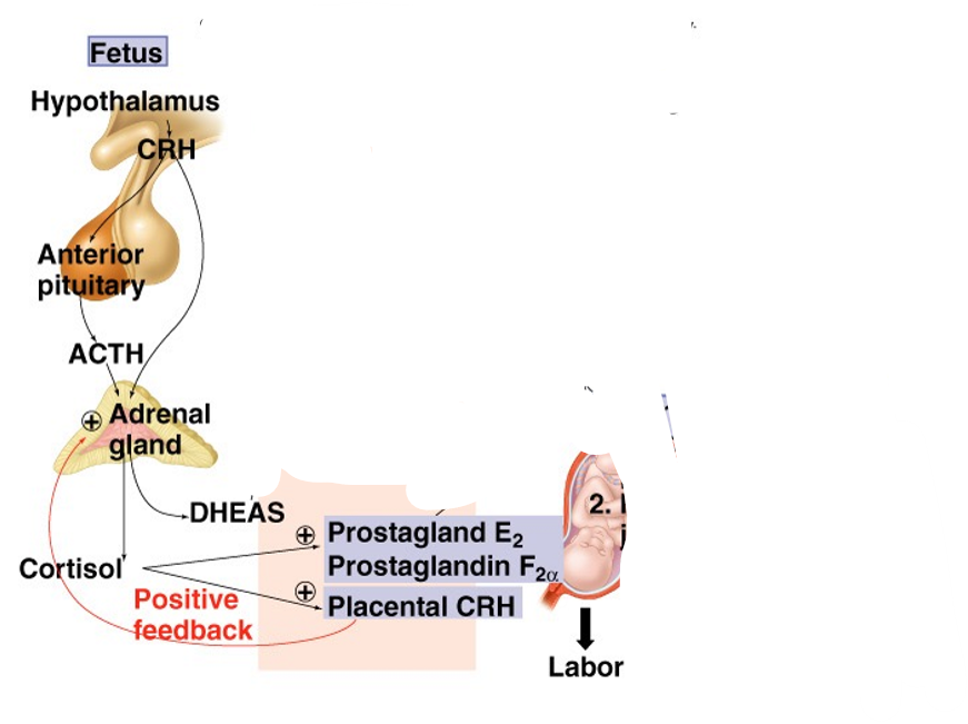 <p>What is the purpose of the cortisol released by the foetus</p>
