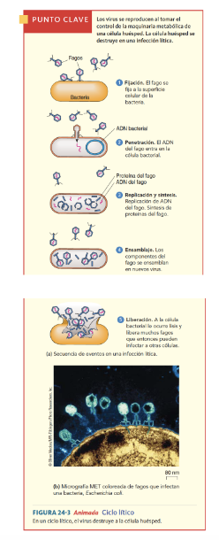 <ol><li><p><strong><span>Fijación</span></strong><span>: El virus se fija a receptores específicos del huésped específico</span></p></li><li><p><strong><span>Penetración</span></strong><span>: El ADN del fago entra a la célula, degrada su ácido nucleico y usa la maquinaria molecular para replicar su propio ADN y producir proteínas virales</span></p></li><li><p><strong><span>Replicación y síntesis:</span></strong><span> componentes virales sintetizados se ensamblan en nuevos virus</span></p></li><li><p><strong><span>Liberación</span></strong><span>: Los virus ensamblados se liberan y estos infectan otras células. Las </span><strong><span>enzimas líticas </span></strong><span>de los fagos destruyen la membrana plasmática de la bacteria.&nbsp;</span></p></li></ol>