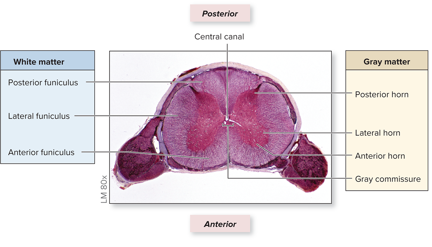 <p>Spinal Cord in Cross-Section (Internal View)</p>