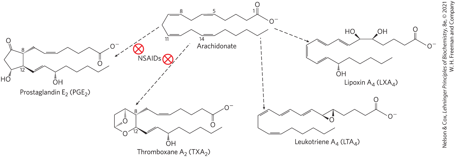 <p>4 major classes of eicosanoids:</p><ol><li><p>prostaglandins</p></li><li><p>thromboxanes</p></li><li><p>leukotrienes</p></li><li><p>lipoxins</p></li></ol><p></p>