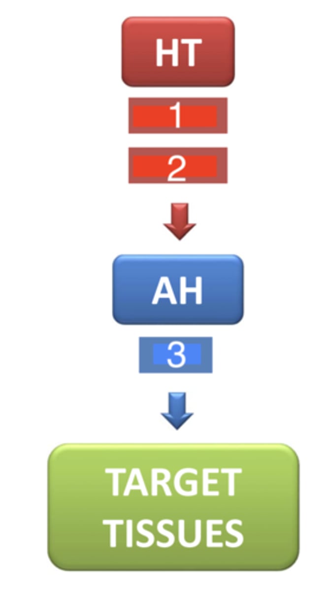 <p>what are the 2 hormones related with GH that are released from the hypothalamus- 1 and 2 in this diagram?</p>