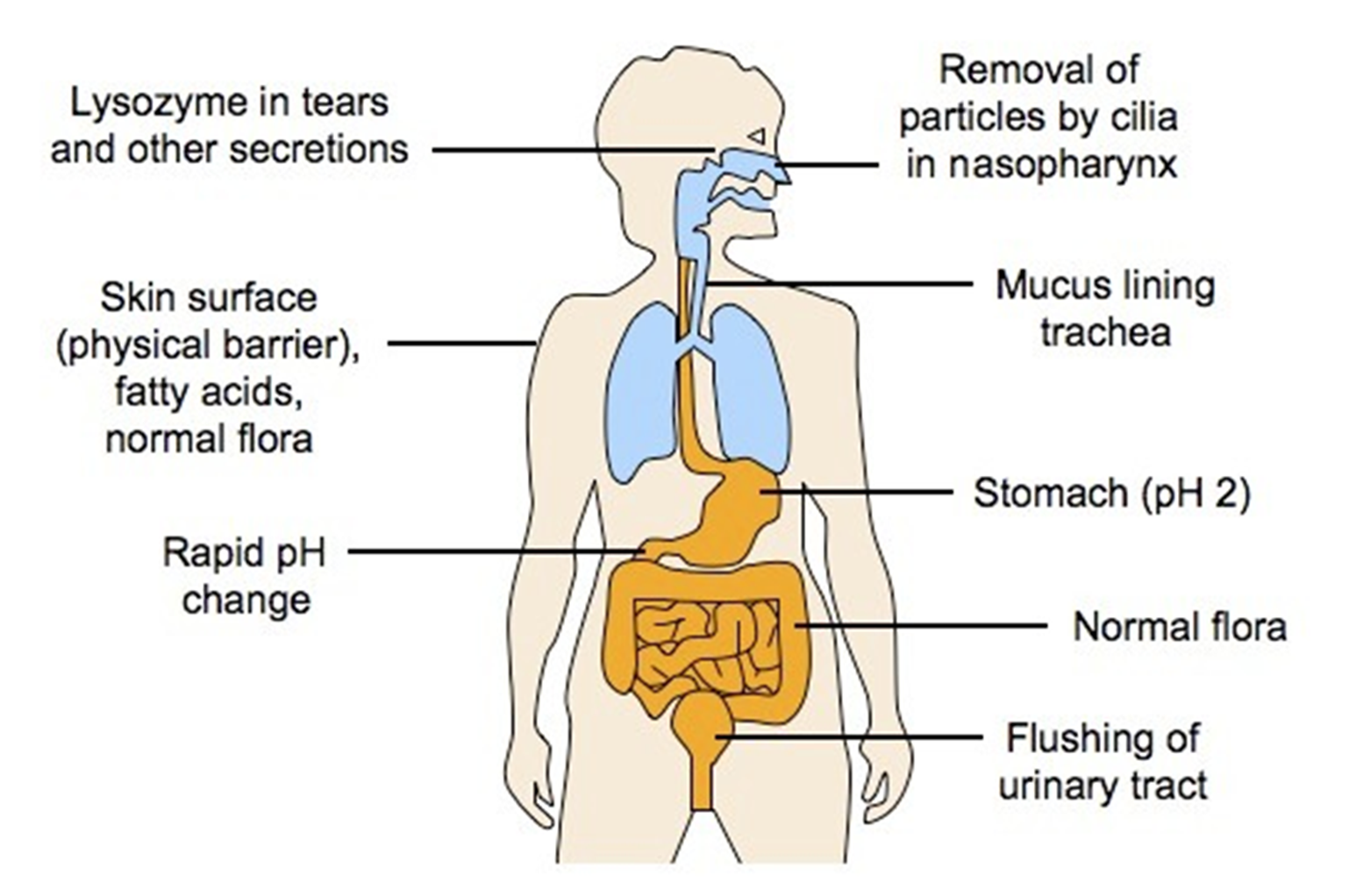 <ul><li><p><span>First line of defence = physical barriers and the immune system defend the body against pathogens</span></p><ul><li><p><span>Examples of physical barriers - eyelashes, hairs, stomach lining, esophogus (throat) lining, nose hairs</span></p></li></ul></li><li><p><span>Non-specific - the purpose of this line of defence is to STOP microbes from entering the body</span></p></li><li><p><span>Physical barrier - the skin and mucous membranes act as a barrier to PREVENT penetration by microbes</span></p></li></ul><p></p>