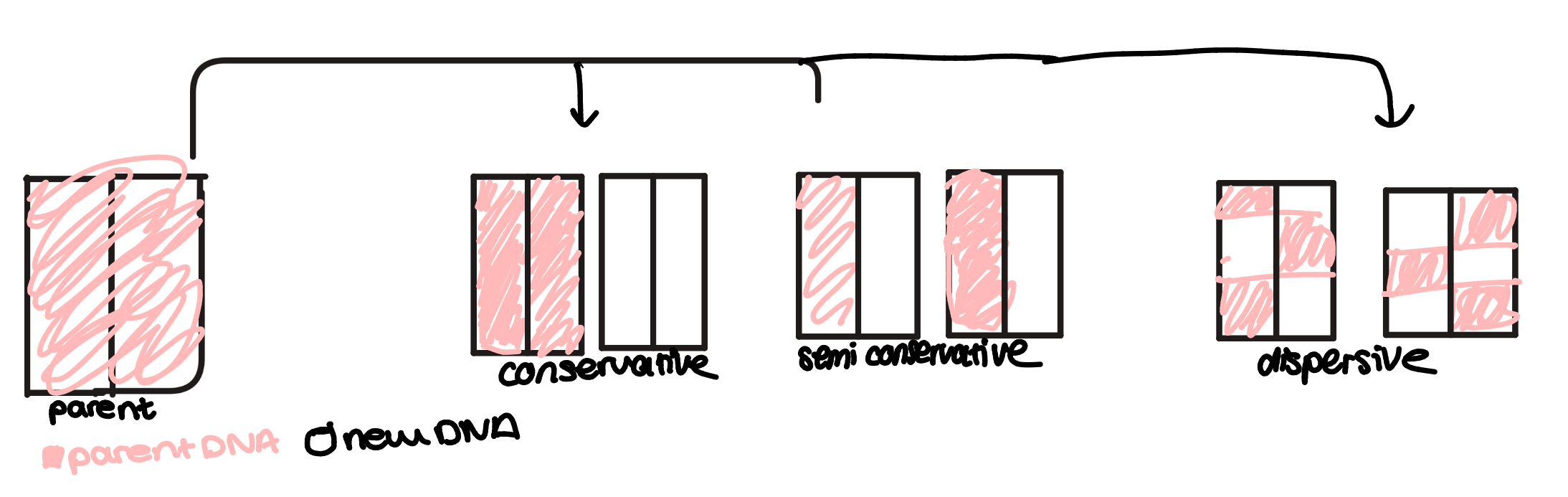 <p>DNA has to replicate every time a cell divides so both cells have identical copies of the entire genome. The method of replication is called semi conservative replication</p><p>DNA helicase- enzyme that breask down H<sup>+</sup>&nbsp;bondes between bases(give example of base in ExamQs)<br>DNA polymerase- join adjacent neucleotides forming phosphodiester bonds to synthesise the sugar phosphate backbone</p>