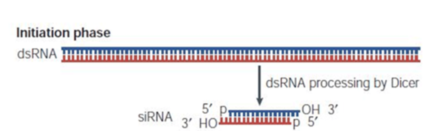 <p>Double-stranded RNAs are recognized as foreign by the cell, activating an endogenous mechanism that destroys them</p>