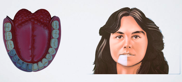 <ul><li><p>Buccal soft tissue anterior to the mental foramen (around the 2nd premolar to the midline)</p></li><li><p>Skin of lower lip</p></li><li><p>Pulps of premolars, canines, and incisors </p></li></ul><p></p>