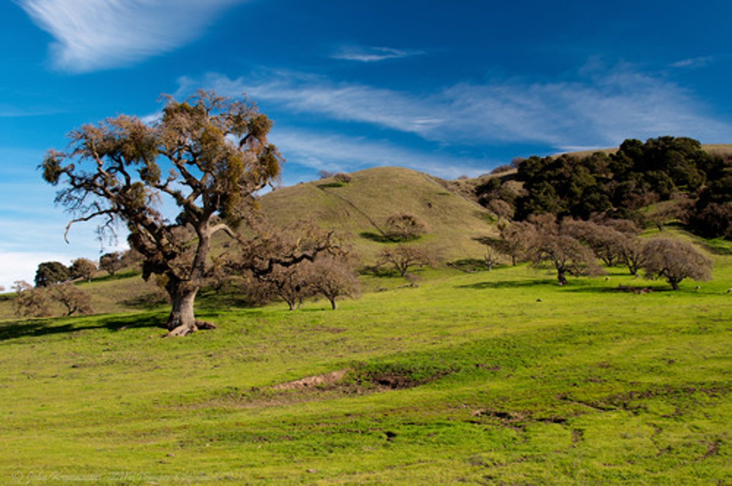 <p>bụi cây, bụi rậm</p>