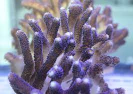 <p>looks like tiny sea anemones in calcareous cups</p><p>secretes exoskeleton</p><p>in colonies, exoskeleton can becomes massive, but the living coral forms thin layer over that exoskeleton</p>
