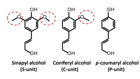 <ul><li><p>2nd most abundant biopolymer</p></li><li><p>20-30% of vascular tissue</p></li><li><p>relatively stable</p></li><li><p>no uniform structure </p></li><li><p>based on 3 lignin building blocks</p></li><li><p>well preserved </p></li><li><p>potential source for renewable fuels and materials </p></li></ul><p></p><p></p>