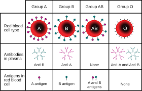 <ul><li><p>Type A blood has RBC’s with surface antigen A only</p></li><li><p>If you have Type A blood, your plasma contains anti-B antibodies, which will attack Type B surface antigens.</p><ul><li><p>If you get blood from Type B, it will attach to the anti-B antibodies you have and will cause an agglutinate (clot) reaction which you don’t want!</p></li></ul></li></ul>