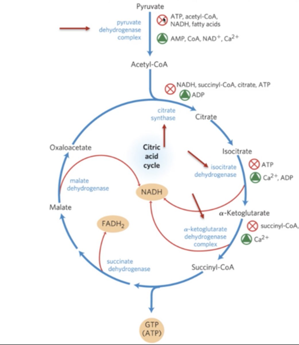 <p>1.) Red arrows: irreversible step and 1st respiration step are the steps of regulation</p><p>2.) Make sure inhibitor and activators make sense, don't have to specially memorize.</p>
