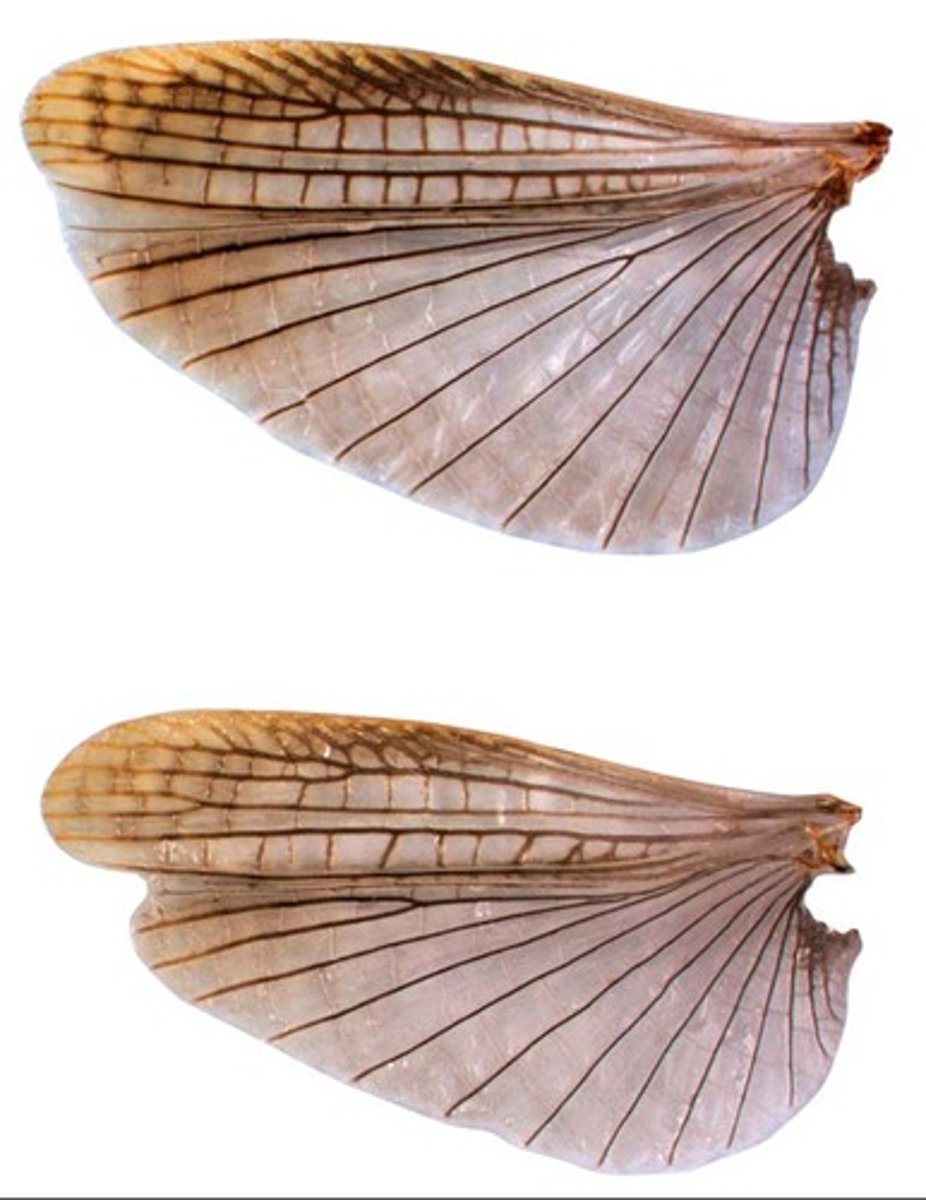 <p>leathery forewings</p>