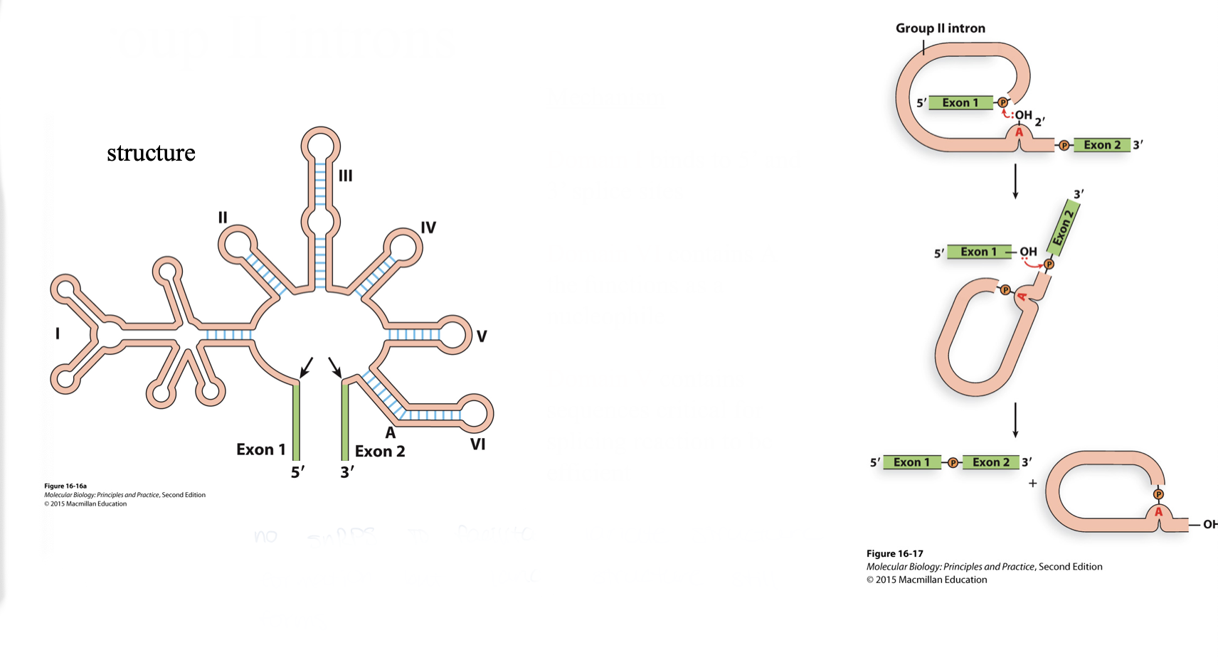 <ul><li><p>lot’s of stem loops to bring exons together</p></li><li><p>domain I binds to 5’ and 3’ splice sites</p></li><li><p>domain VI contains A the functions as a nucleophile</p></li><li><p>domain V contains sequences critical for splicing reaction to be efficient</p></li><li><p>lariat structure forms</p></li></ul>