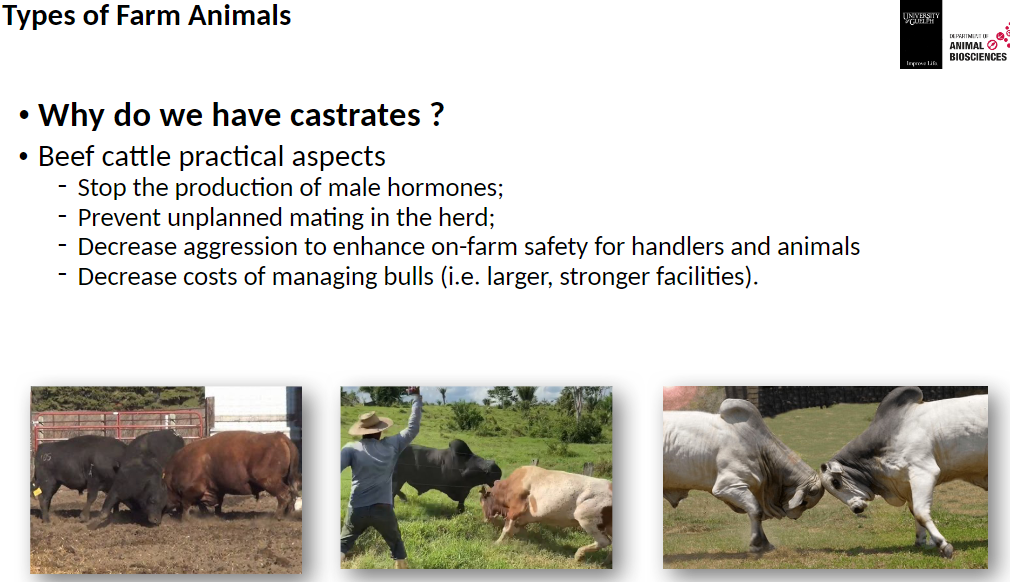 <p><strong>Beef Cattle Practical Aspects</strong><br>āStop the production of male hormones<br>āPrevent unplanned mating in the herd<br>āDecrease aggression to improve safety for handlers and animals<br>āReduce costs of managing bulls (larger, stronger facilities needed)</p>
