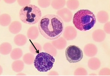 <p>Identify the labeled cell.</p>