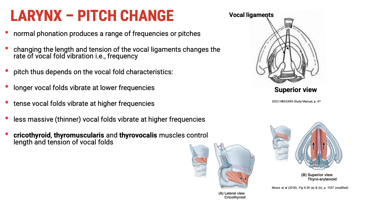 <p><span data-name="key" data-type="emoji">🔑</span><span><strong>&nbsp;Key Principles of Pitch Variation</strong></span></p><ul><li><p><span>Pitch depends on the&nbsp;<strong>length, tension, and thickness</strong>&nbsp;of the vocal folds — similar to strings on a musical instrument:</span></p><ul><li><p><span><strong>Longer vocal folds → lower frequency → lower pitch</strong></span></p></li><li><p><span><strong>Tense vocal folds → higher frequency → higher pitch</strong></span></p></li><li><p><span><strong>Thinner vocal folds → higher frequency → higher pitch</strong></span></p></li></ul></li></ul><p>&nbsp;</p><p><span data-name="mechanical_arm" data-type="emoji">🦾</span><span><strong>&nbsp;Muscles Controlling Length and Tension</strong></span></p><table style="min-width: 50px"><colgroup><col style="min-width: 25px"><col style="min-width: 25px"></colgroup><tbody><tr><td colspan="1" rowspan="1" style="border-width:0pt;vertical-align:top;width:1.2472in;padding:4pt 4pt 4pt 4pt"><p><span><strong>Muscle</strong></span></p></td><td colspan="1" rowspan="1" style="border-width:0pt;vertical-align:top;width:3.668in;padding:4pt 4pt 4pt 4pt"><p><span><strong>Role in Pitch Control</strong></span></p></td></tr><tr><td colspan="1" rowspan="1" style="border-width:0pt;vertical-align:top;width:1.2472in;padding:4pt 4pt 4pt 4pt"><p><span><strong>Cricothyroid</strong></span></p></td><td colspan="1" rowspan="1" style="border-width:0pt;vertical-align:top;width:3.7375in;padding:4pt 4pt 4pt 4pt"><p>Increases tension and lengthens vocal folds → raises pitch</p></td></tr><tr><td colspan="1" rowspan="1" style="border-width:0pt;vertical-align:top;width:1.2472in;padding:4pt 4pt 4pt 4pt"><p><span><strong>Thyrovocalis</strong></span></p></td><td colspan="1" rowspan="1" style="border-width:0pt;vertical-align:top;width:3.668in;padding:4pt 4pt 4pt 4pt"><p>Adjusts tension (fine control of vocal fold tension)</p></td></tr><tr><td colspan="1" rowspan="1" style="border-width:0pt;vertical-align:top;width:1.2666in;padding:4pt 4pt 4pt 4pt"><p><span><strong>Thyromuscularis</strong></span></p></td><td colspan="1" rowspan="1" style="border-width:0pt;vertical-align:top;width:3.6493in;padding:4pt 4pt 4pt 4pt"><p>Can relax vocal folds, reducing tension → lowers pitch</p></td></tr></tbody></table><p></p>
