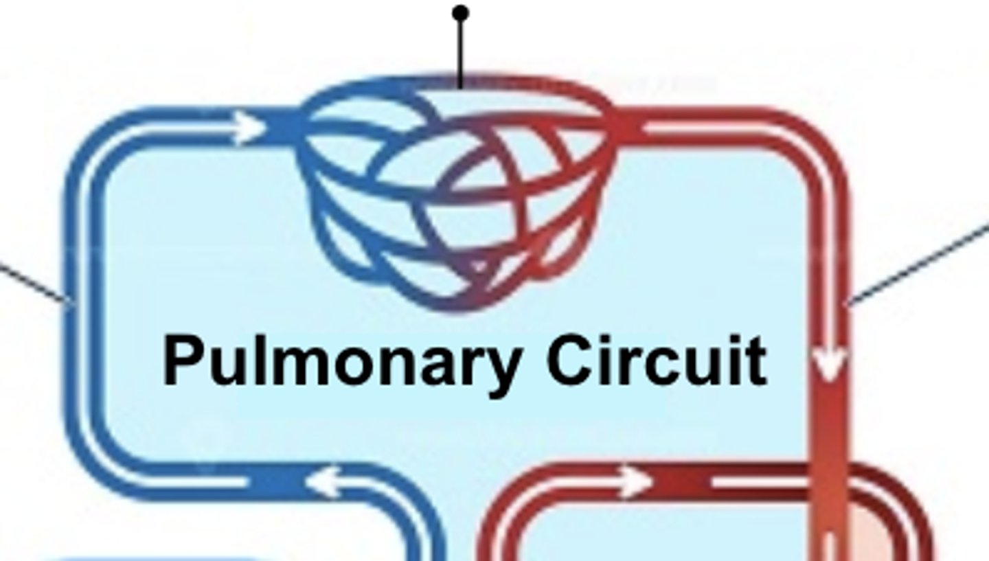 <p>the part of the circulatory system that carries blood between the heart and lungs</p>