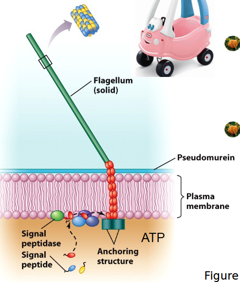<p><span style="line-height: 20.925px;">Archaellum is an Archaea flagella that&nbsp;grows from the base rather than the tip and uses ATP rather than a PMF like in bacteria flagella.</span></p>