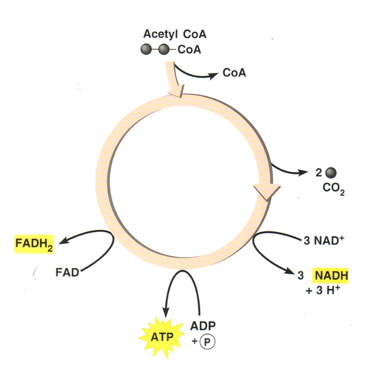 <p>second stage of cellular respiration, in which Acetyl CoA is broken down into carbon dioxide in a series of energy-extracting reactions.<br><br>Energy carrying electrons are also transferred from these carbon molecules to NAD+ (becomes NADH) and FAD (becomes FADH2)</p>