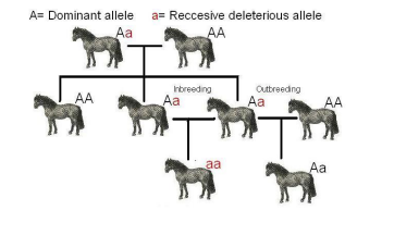 <p>mating between relative can lead to increased ________</p><ul><li><p>can leads to inbreeding depression because inbred offspring are more likely to have two copies of a deleterious recessive allele</p></li></ul>